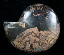 Beautiful Black Ammonite - Inches (Half) #3903-1